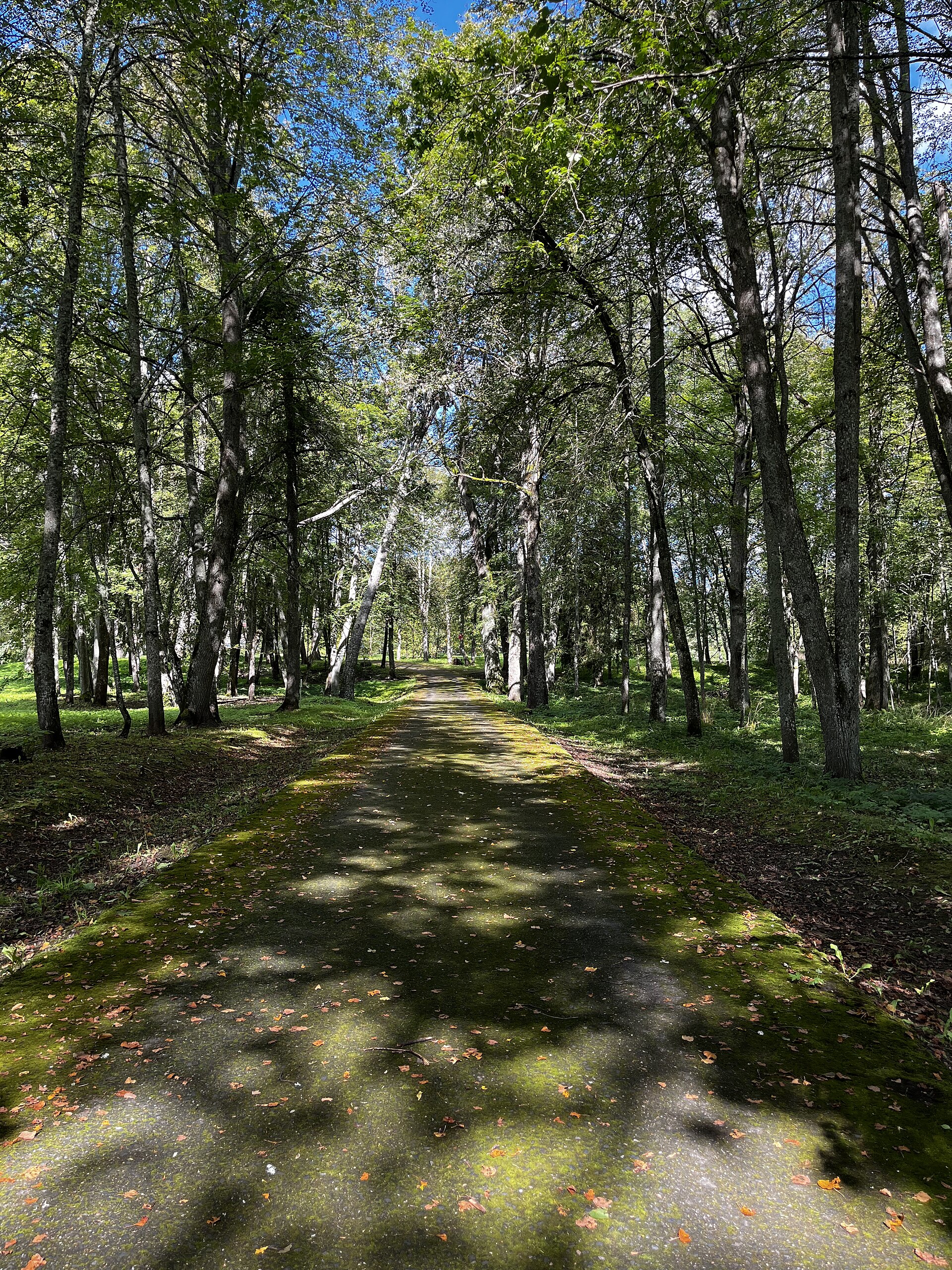 Дорога к усадебному дому в Полибине. Фото: Татьяна Пашкова, CC BY-SA 4.0. — Усадебный парк Полибино