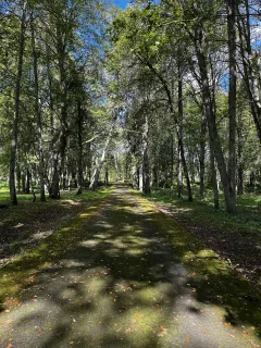 Дорога к усадебному дому в Полибине. Фото: Татьяна Пашкова, CC BY-SA 4.0.