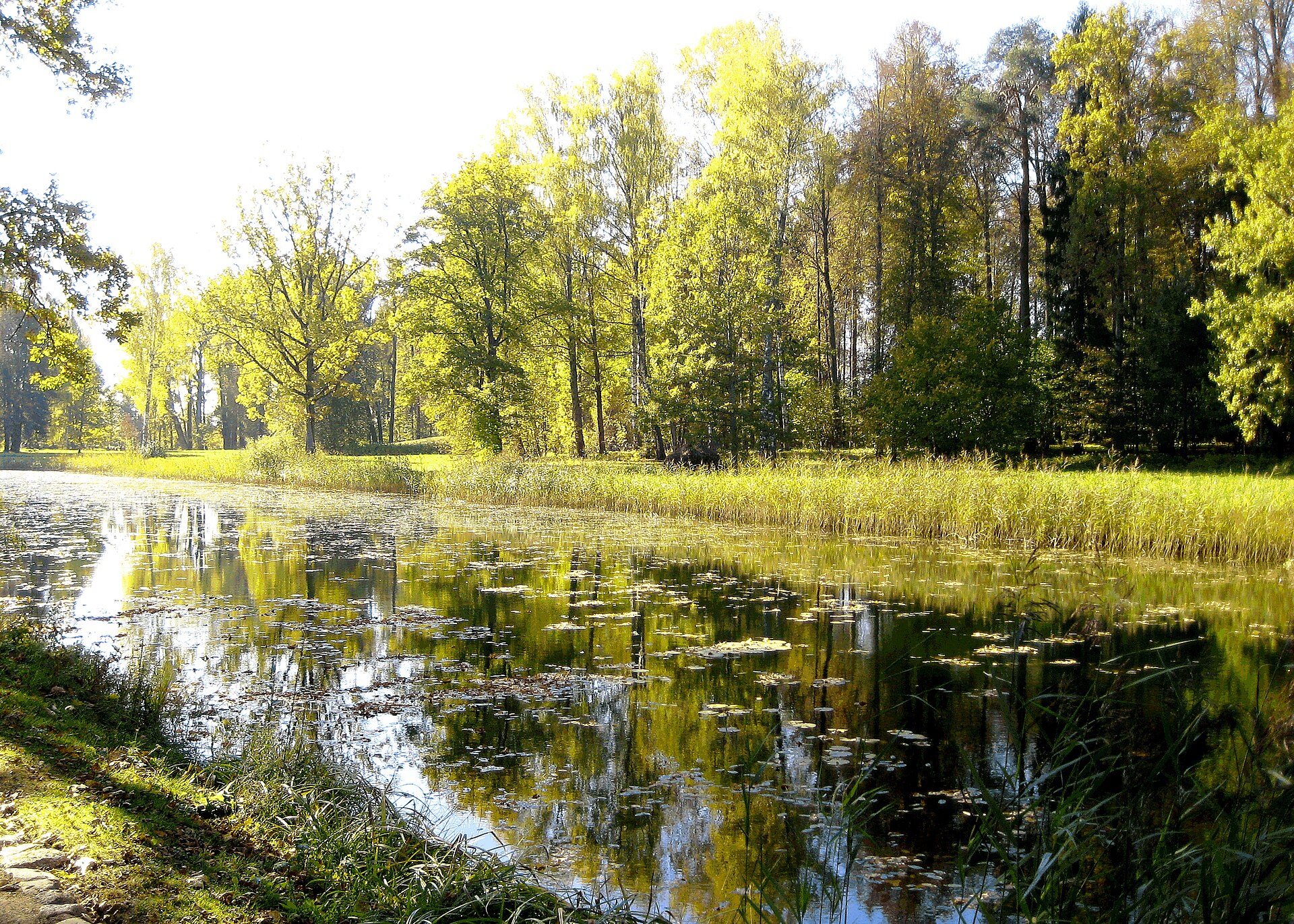 Верхний пруд в окружении деревьев. Фото: GAlexandrova, CC BY-SA 4.0. — Усадебный парк Тригорское
