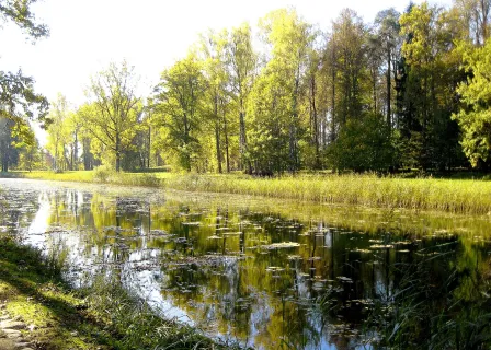Верхний пруд в окружении деревьев. Фото: GAlexandrova, CC BY-SA 4.0.